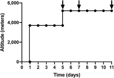 Soluble P-Selectin and von Willebrand Factor Rise in Healthy Volunteers Following Non-exertional Ascent to High Altitude